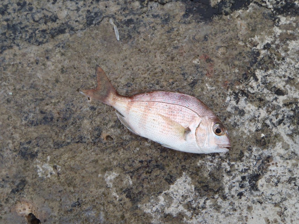 Tabe S Fishing Blog 震災後六回目の海釣り Tabe S Fishing Blog 震災後六回目の海釣り