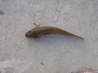 20200805_003追波川