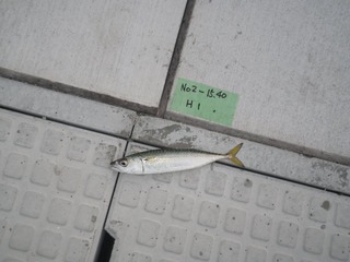 201509016_004女川石浜