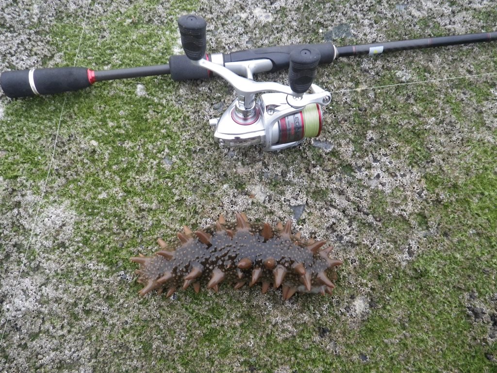tabe's Fishing blog : 地上は春、でも海中はまだ冬