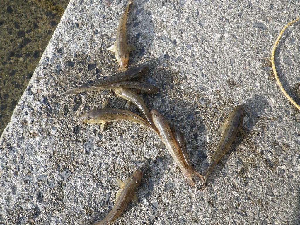 Tabe S Fishing Blog 牡鹿半島のハゼ釣り場を開拓 失敗 結局いつものハゼ釣り場へ Tabe S Fishing Blog 牡鹿半島のハゼ釣り場を開拓 失敗 結局いつものハゼ釣り場へ