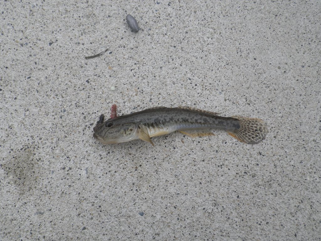 Tabe S Fishing Blog 牡鹿 小物五目 たまにはエサ釣り 飛ぶヤツ釣れた Tabe S Fishing Blog 牡鹿 小物五目 たまにはエサ釣り 飛ぶヤツ釣れた