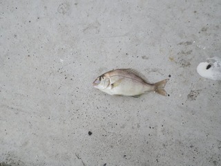 20140917_002牡鹿半島西部給分浜
