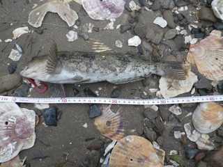 20150527_011牡鹿半島西部牧浜