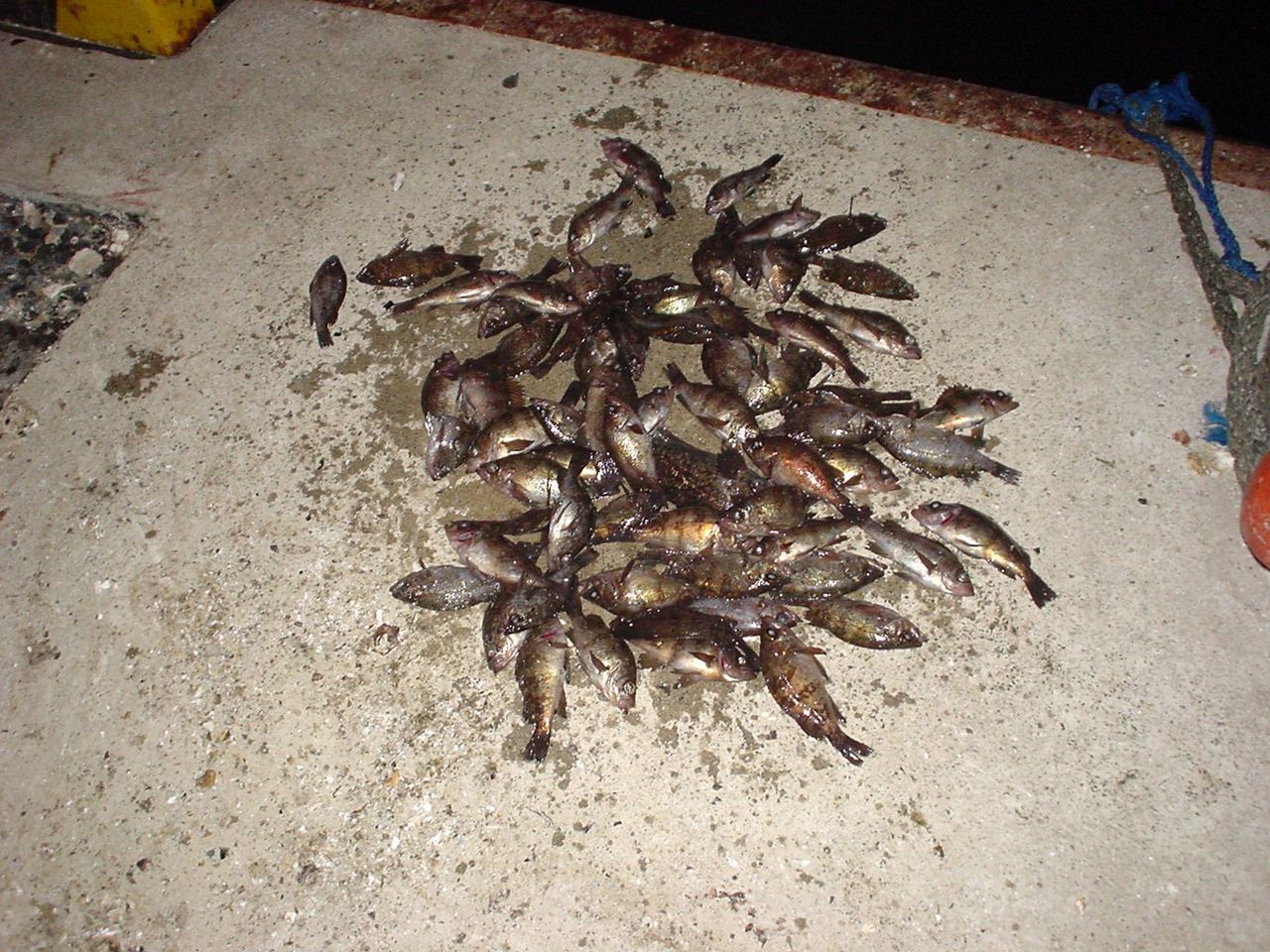 Tabe S Fishing Blog そろそろメバルの季節ですが