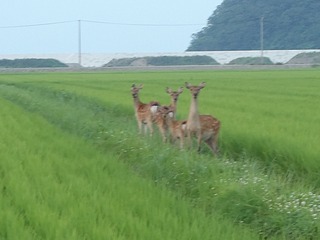 20200805_005追波川