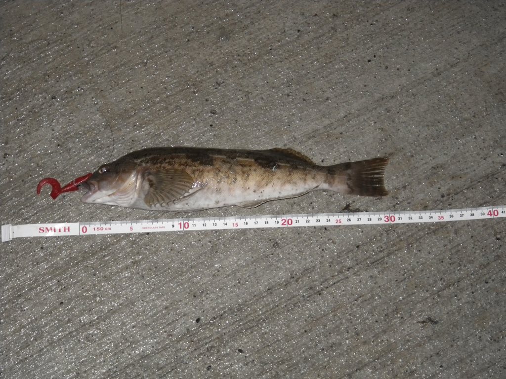 Tabe S Fishing Blog 久しぶりの夜釣り アジ メバルは豆サイズ なぜかマゴチ