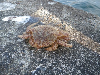 20130214_135雄勝小島