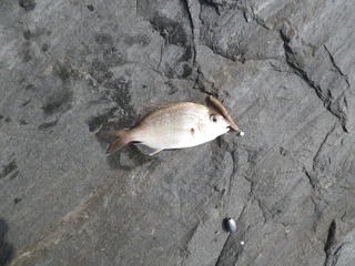 20140910_002万石浦