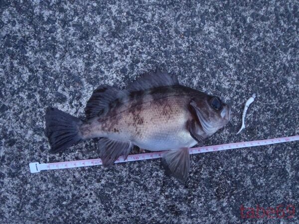 Tabe S Fishing Blog 雄勝メバル cmオーバー連発 小型の数釣りも出来た