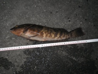 20140917_005女川町石浜