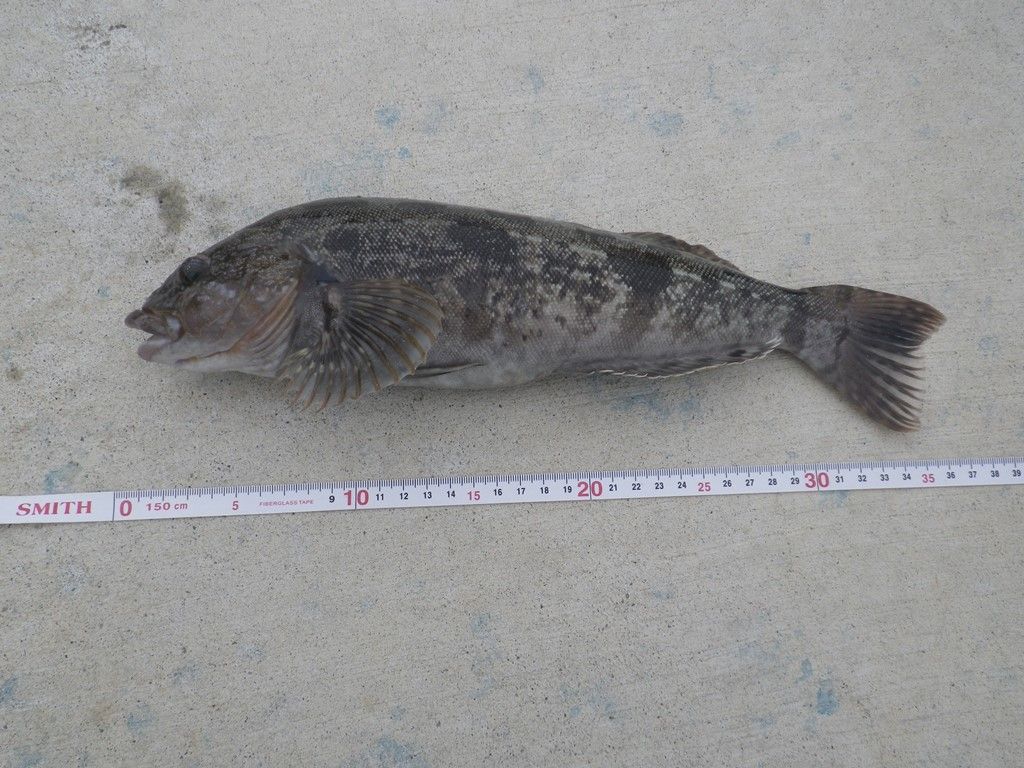 Tabe S Fishing Blog 牡鹿半島メバル 久しぶりの数釣り