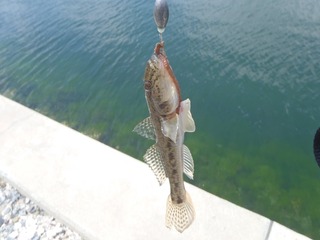 20150729_003万石浦