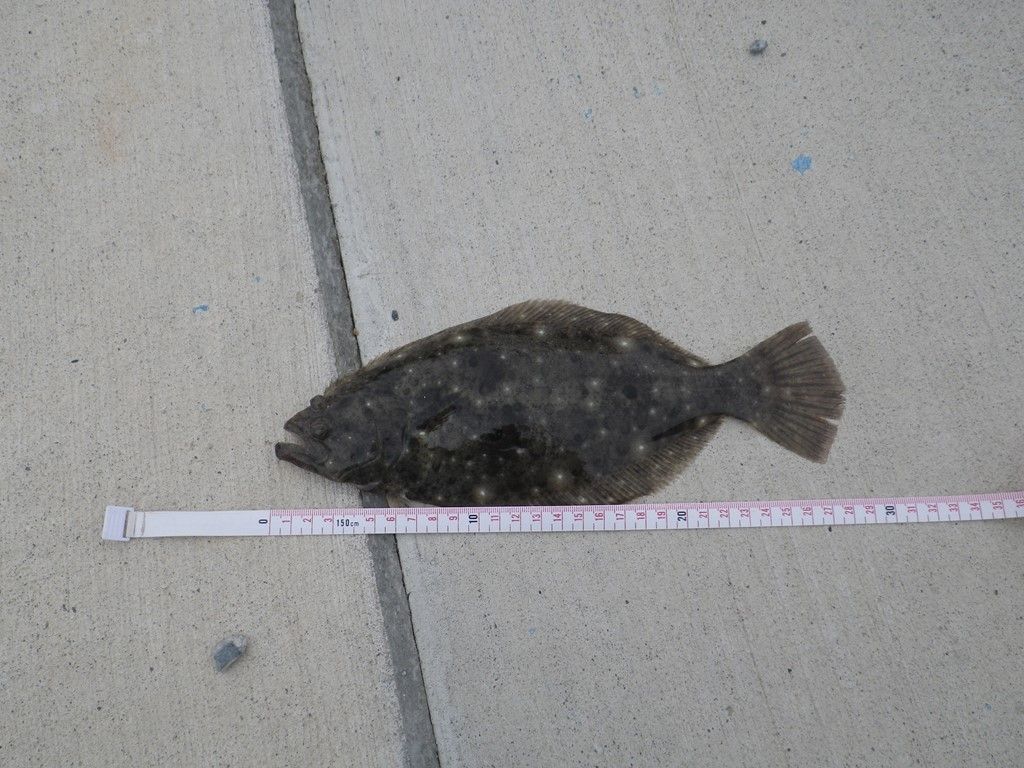 Tabe S Fishing Blog 牡鹿半島メバル 久しぶりの数釣り