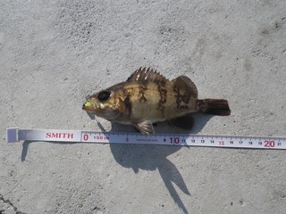 20150430_010牡鹿半島牧浜