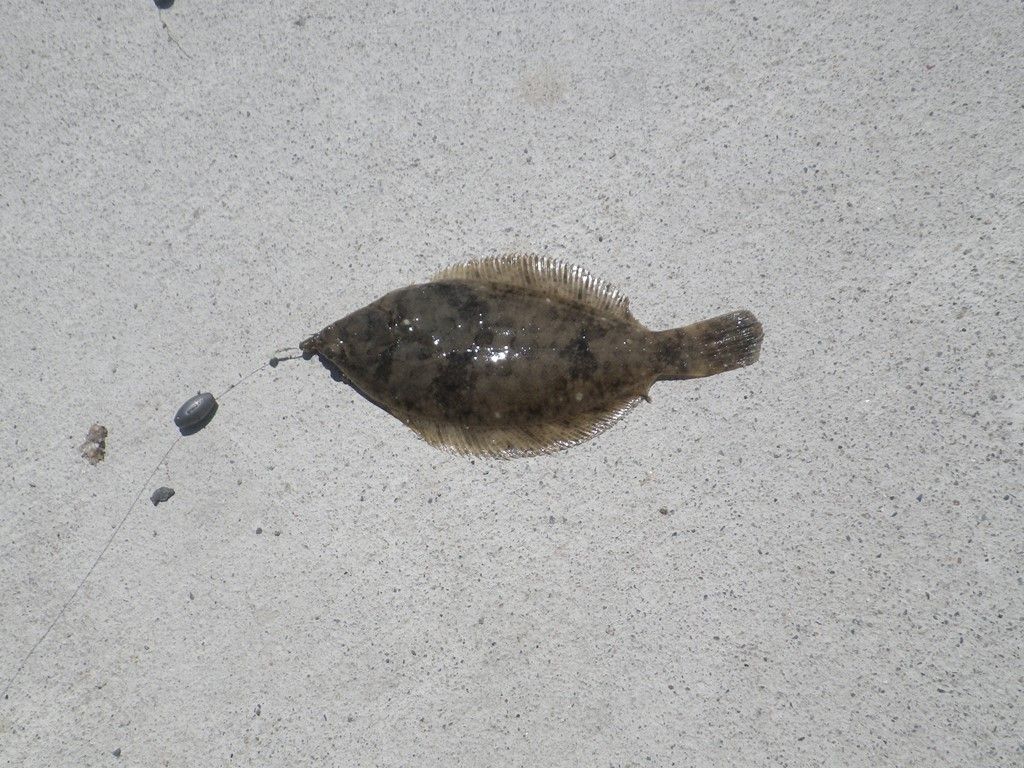 tabe's Fishing blog