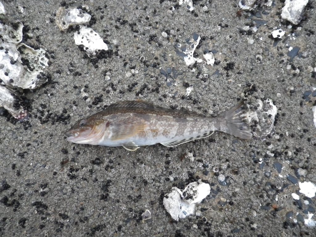 tabe's Fishing blog : 地上は春、でも海中はまだ冬