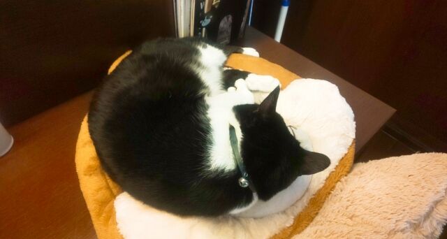 青森県青森市 猫ノ巣のビーフシチュー 青森食べ歩きブログ マスタンゴ
