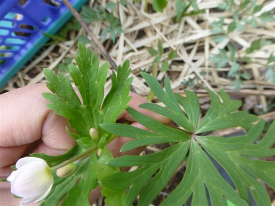 image_9