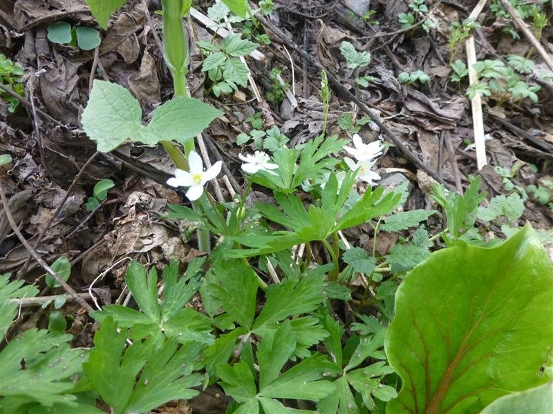 モリーユ ギョウジャニンニク プクサ ニリンソウ プクサキナ ようやく北海道にも山菜の季節がやってきました 仮想通貨の話をしながら鹿やタヌキやヒグマを獲って食うブログ