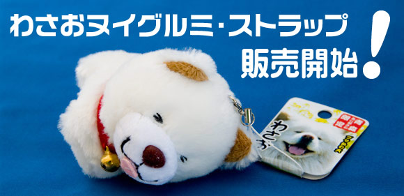 速報 動物と話せるハイジ と ぶさかわ犬 わさお の会話 放浪画家 旅びっとん こと 画家 神田雅志 のブログ