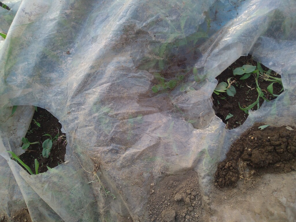 天気の良い日が続きました ビタミン菜とレタスをいただきましたです 暫く無題で 天気の良い日が続きました ビタミン菜とレタスをいただきましたです 暫く無題で