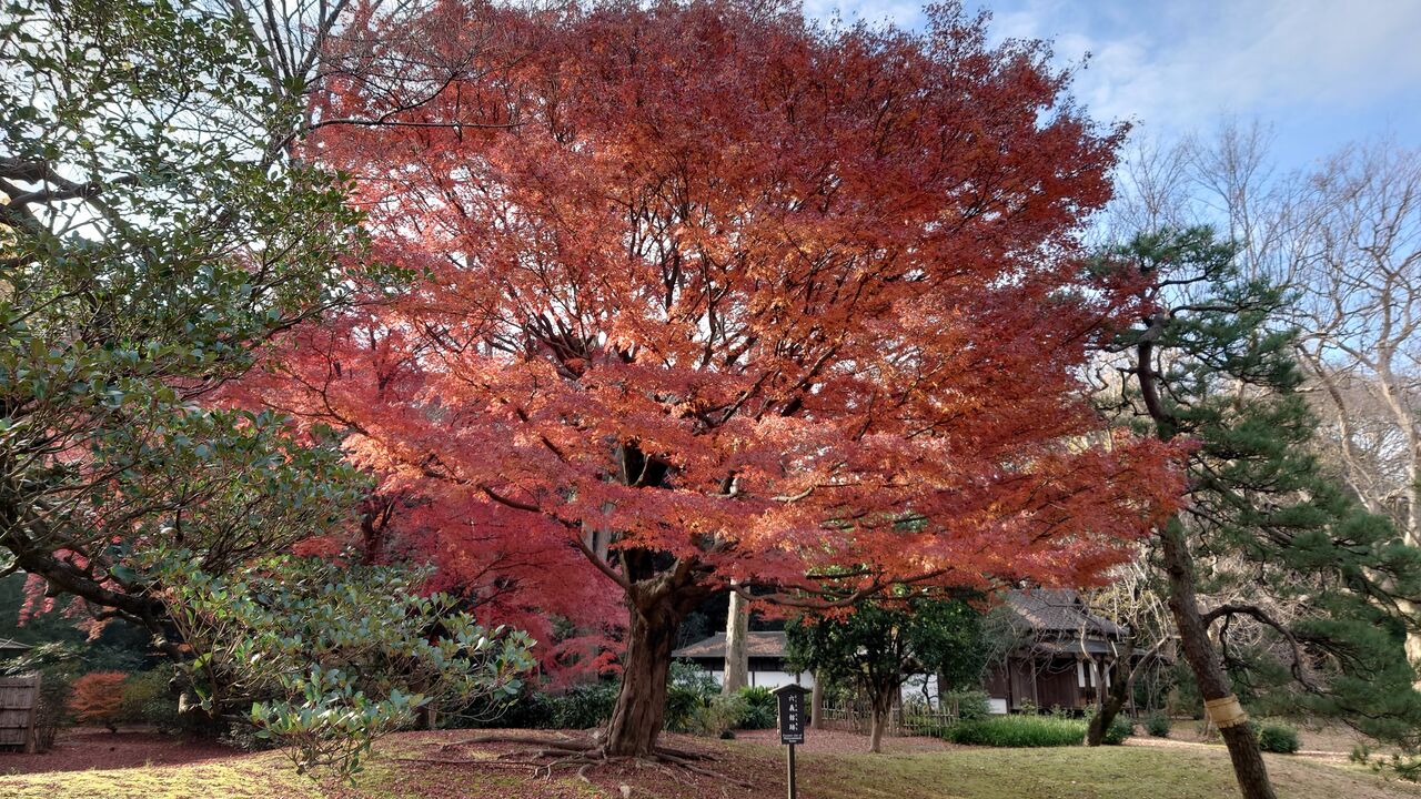 六義園と古河庭園で癒しの休日 ウィペットチェリーと旅人チェリパパ記念館 六義園と古河庭園で癒しの休日 ウィペットチェリーと旅人チェリパパ記念館