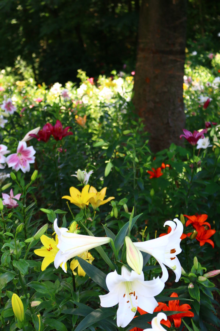 ユリの香りに包まれた所沢のゆり園 旅人かおるの写真blog ユリの香りに包まれた所沢のゆり園 旅人かおるの写真blog