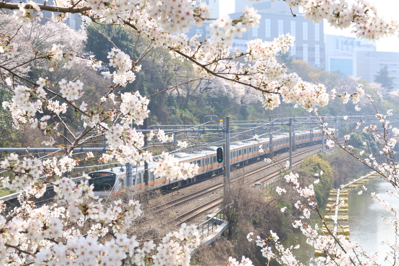 中央線と桜18 旅人かおるの写真blog