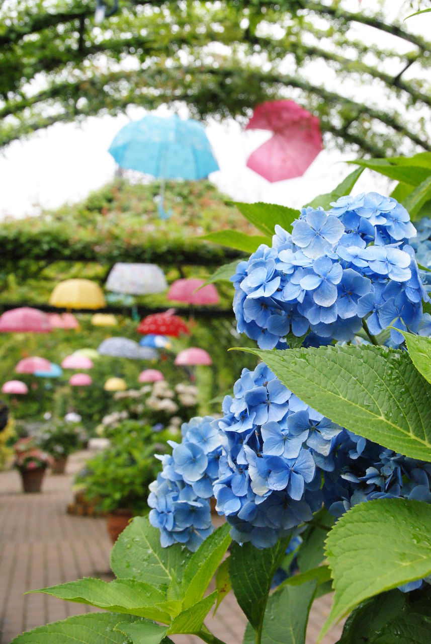 横浜イングリッシュガーデン アジサイフェア 旅人かおるの写真blog
