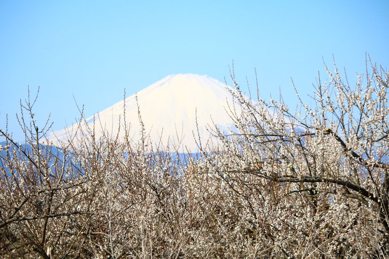 曽我梅林流鏑馬 旅人かおるの写真blog