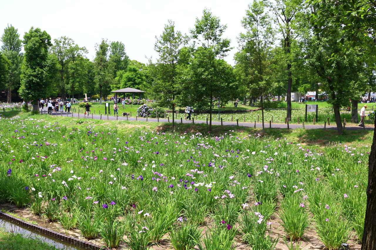 葛飾菖蒲まつり 水元公園 旅人かおるの写真blog