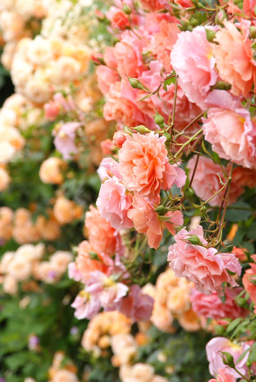 横浜イングリッシュガーデンvol 1 雨上がりのガーデン 旅人かおるの写真blog 横浜イングリッシュガーデンvol 1 雨上がりのガーデン 旅人かおるの写真blog