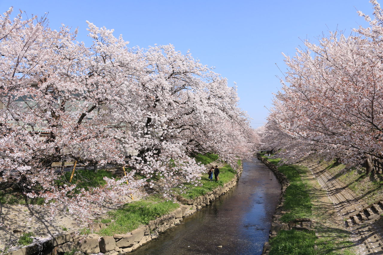 元荒川桜並木の桜 吹上さくらまつり 旅人かおるの写真blog