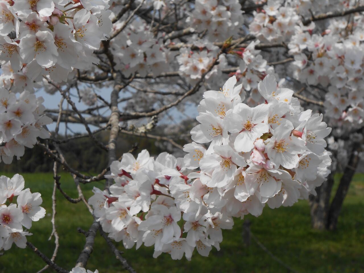 旅人熊太郎の車一人旅 豊後大野の公園の桜 大分県豊後大野市 旅人熊太郎のblog