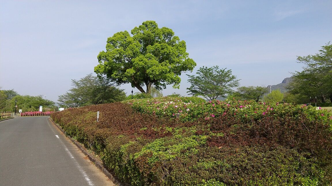 旅人熊太郎の車一人旅 一本松公園 熊本県山鹿市 旅人熊太郎のblog 旅人熊太郎の車一人旅 一本松公園 熊本県山鹿市 旅人熊太郎のblog