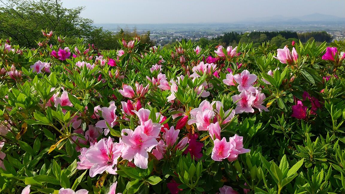 旅人熊太郎の車一人旅 一本松公園 熊本県山鹿市 旅人熊太郎のblog 旅人熊太郎の車一人旅 一本松公園 熊本県山鹿市 旅人熊太郎のblog