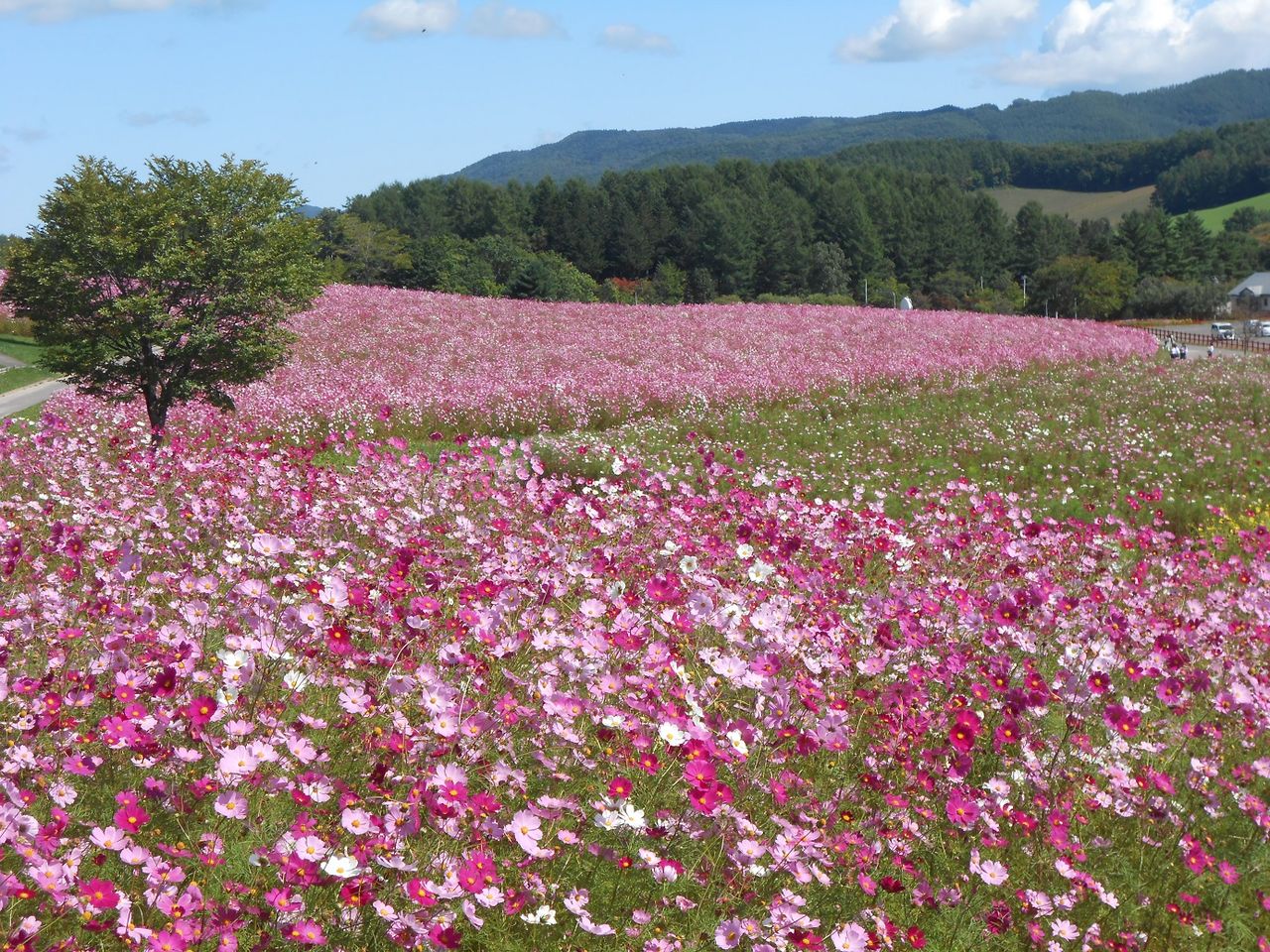旅人熊太郎の車一人旅 秋盛りのコスモス畑 北海道遠軽町 旅人熊太郎のblog