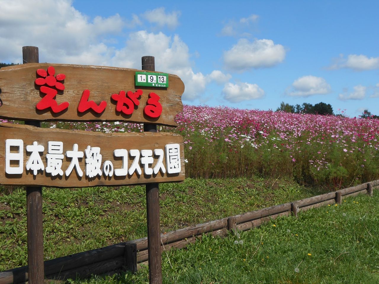 旅人熊太郎の車一人旅 秋盛りのコスモス畑 北海道遠軽町 旅人熊太郎のblog