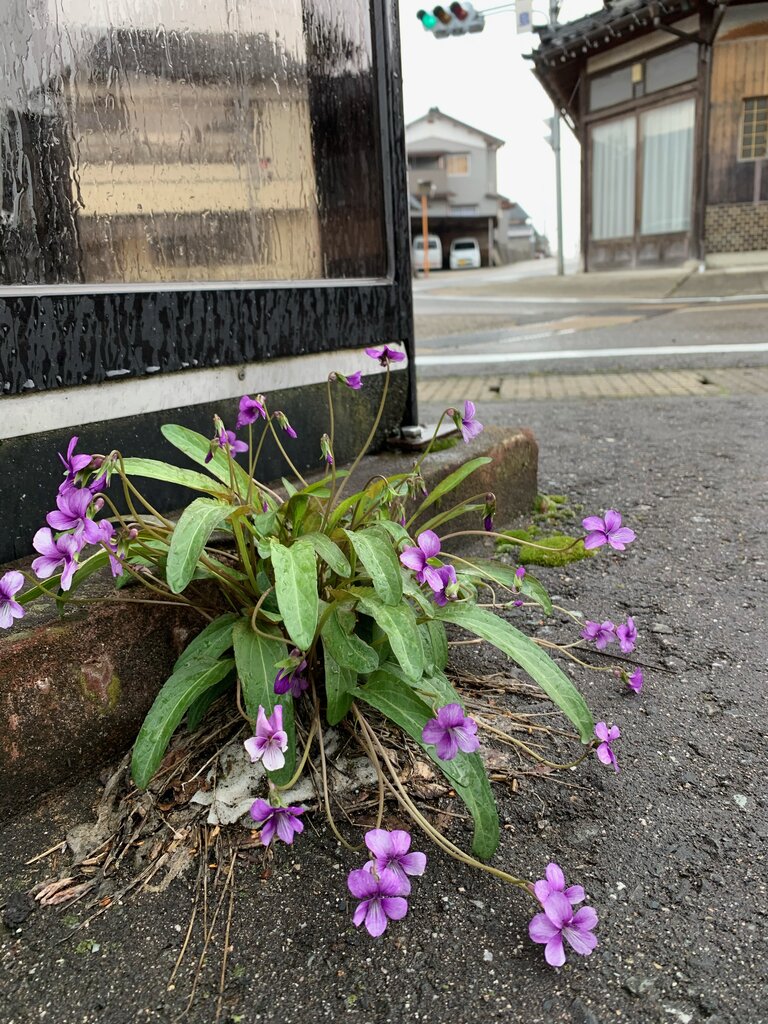 雑草のように咲くスミレを路上で見つける 食べて旅して 音楽と本 旅ゴコロ 食べゴコロ 旅心 食べ心