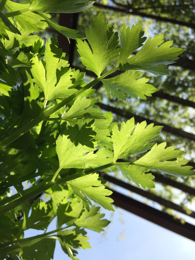 イタリアンパセリが空に映える 食べて旅して音楽と本と観葉植物 旅ゴコロ 食べゴコロ イタリアンパセリが空に映える 食べて旅して音楽と本と観葉植物 旅ゴコロ 食べゴコロ