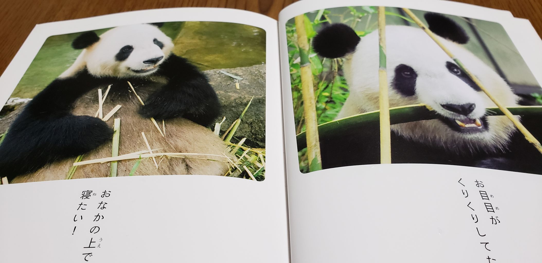 即納！最大半額！】 ひとことパンダ リーリーとシンシン At 上野動物園:【数量は多】 -Gdpcambodia.org