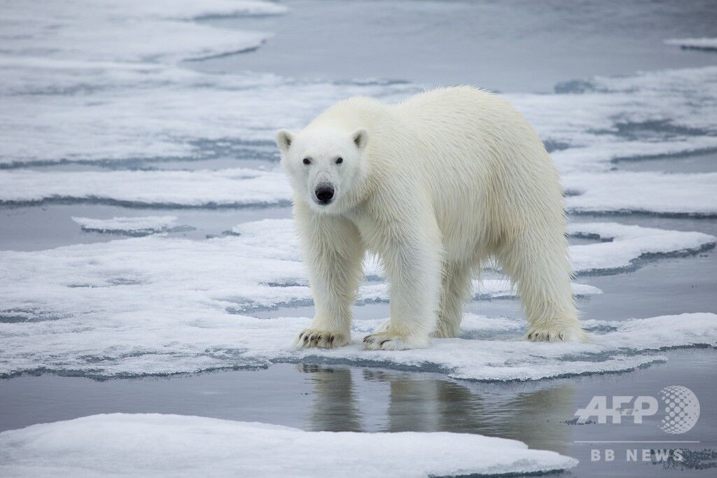 ホッキョクグマの襲撃で男性死亡 ノルウェーのキャンプ場 旅にゅ