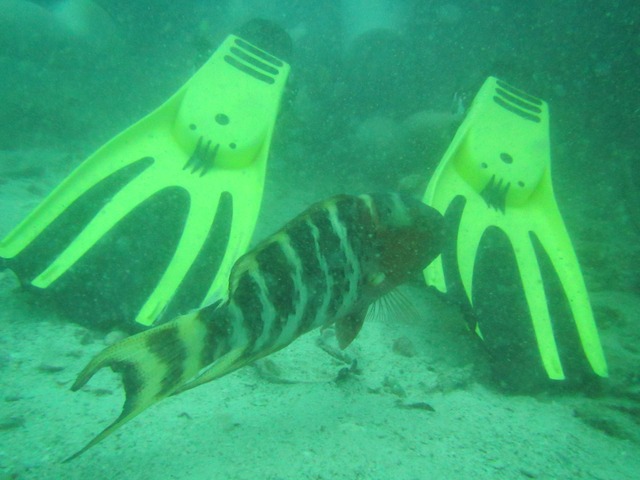 pics