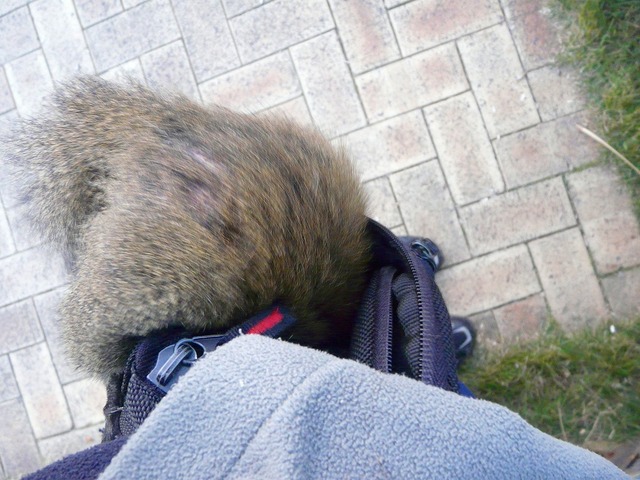 pics