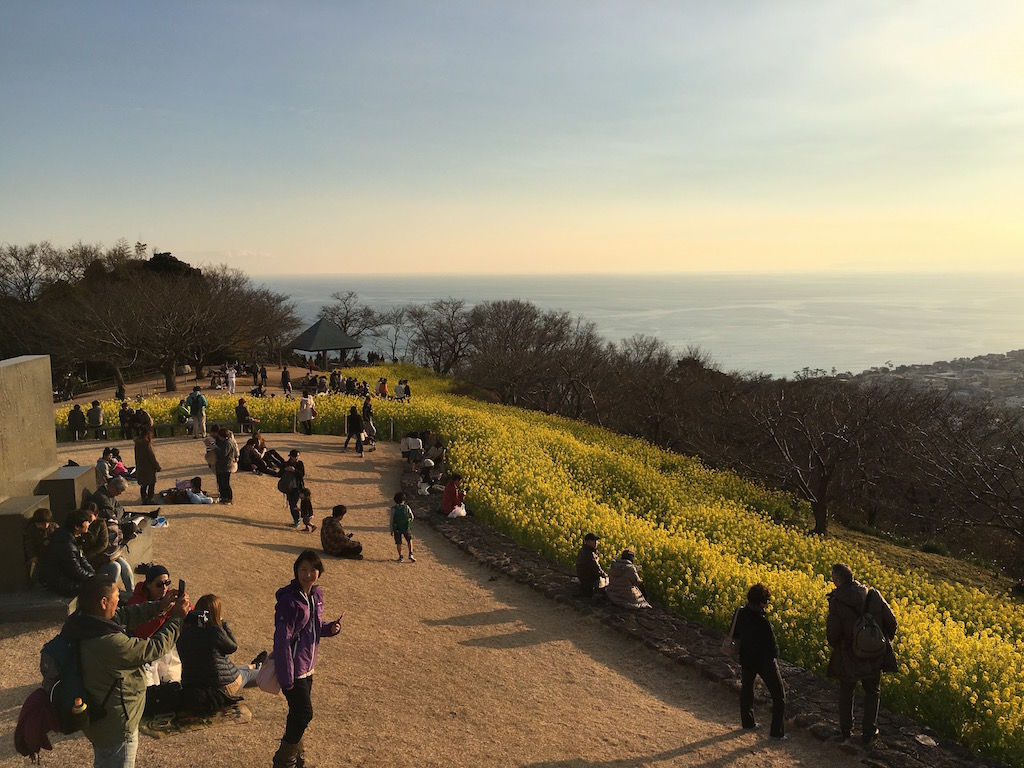 二宮町の吾妻山公園は菜の花と海と富士山の三拍子 旅ノオト 日本