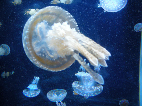 ���������²��