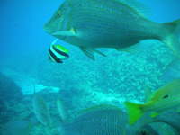ブセナ海中公園