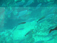 ブセナ海中公園