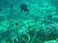 ブセナ海中公園